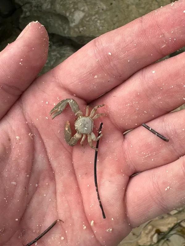 Petrolisthes quadratus
