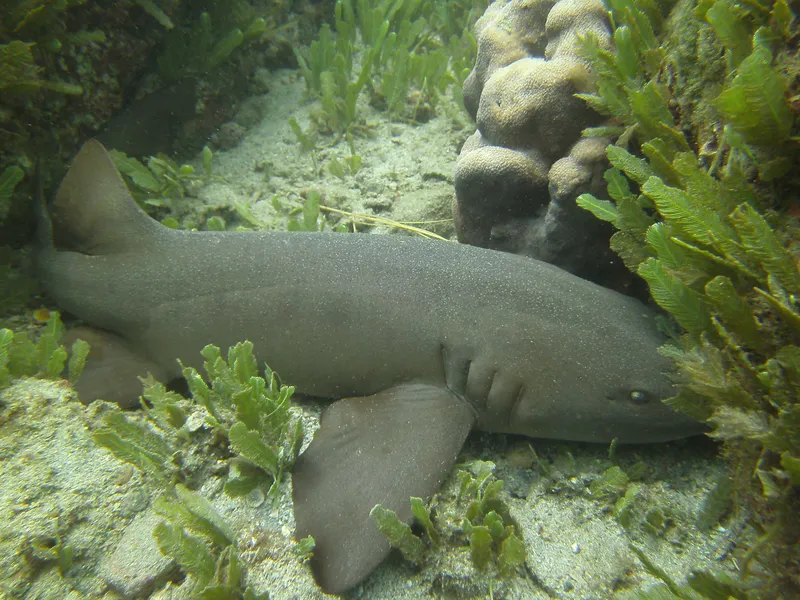 Nurse Shark (Ginglymostoma unami)