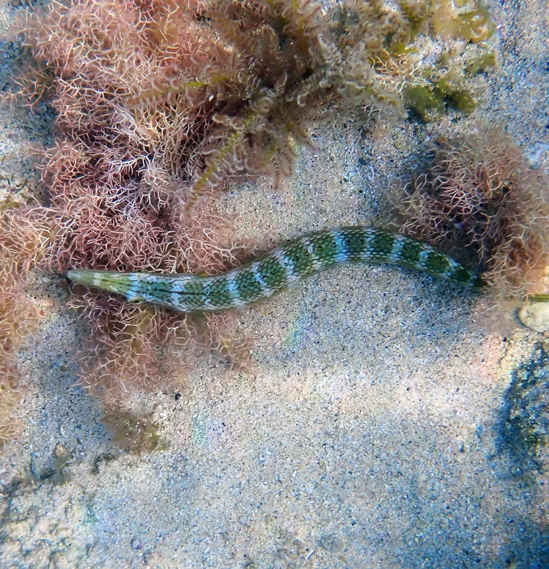 Cigar Wrasse (Cheilio inermis)