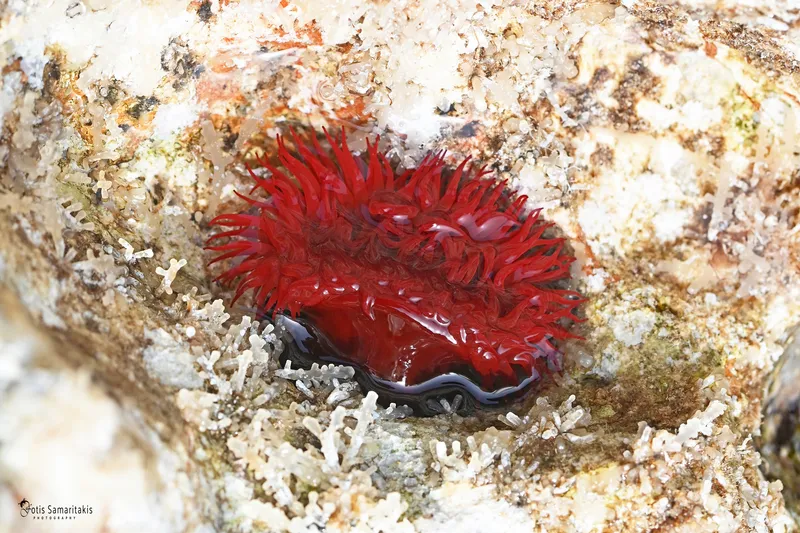 Mediterranean Beadlet Anemone (Actinia mediterranea)
