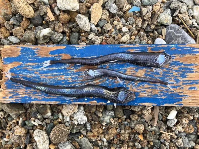 Manylight Fangfish (Chauliodus sloani)