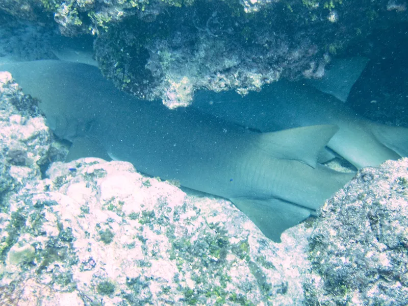 Tawny Nurse Shark (Nebrius ferrugineus)