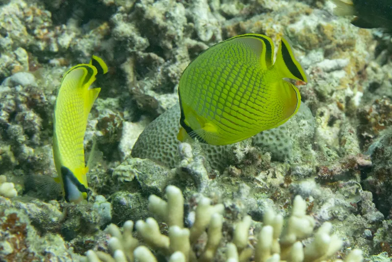 Latticed Butterflyfish (Chaetodon rafflesii)