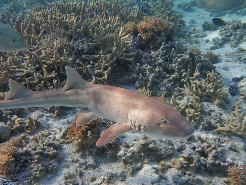 Brownbanded Bamboo Shark (Chiloscyllium punctatum)