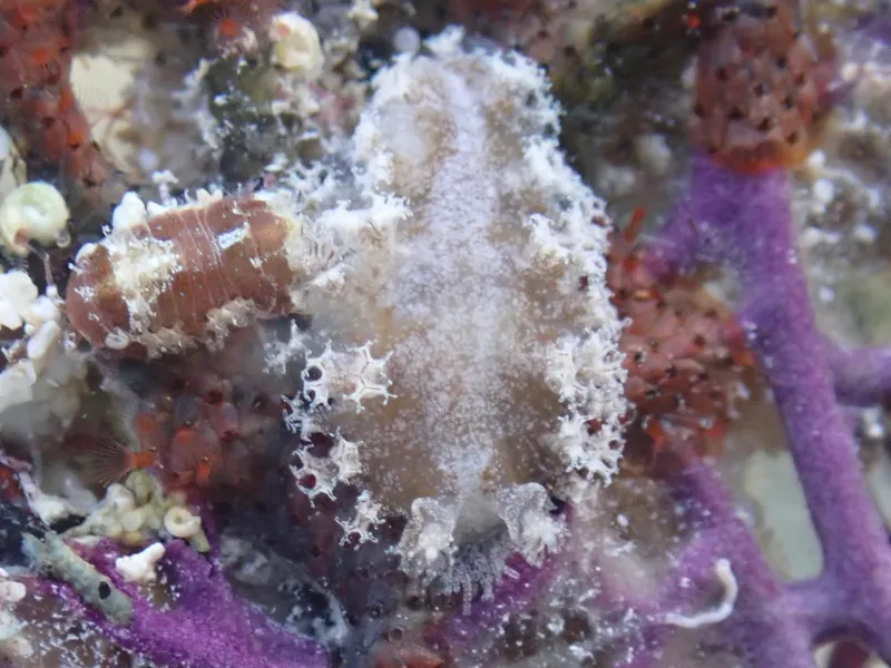 Well's Tritonia (Tritonicula wellsi)
