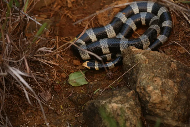 Yellow-Lipped Sea Krait (Laticauda saintgironsi)