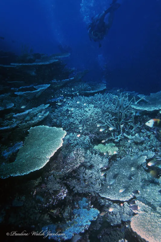 Hyacinth Table Coral (Acropora hyacinthus)