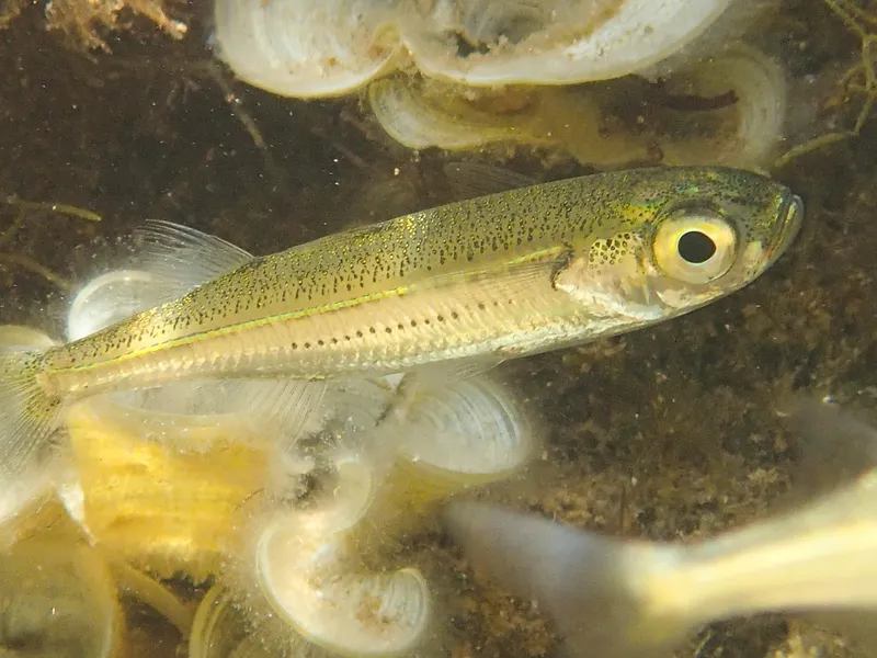 Big-Scale Sand Smelt (Atherina boyeri)