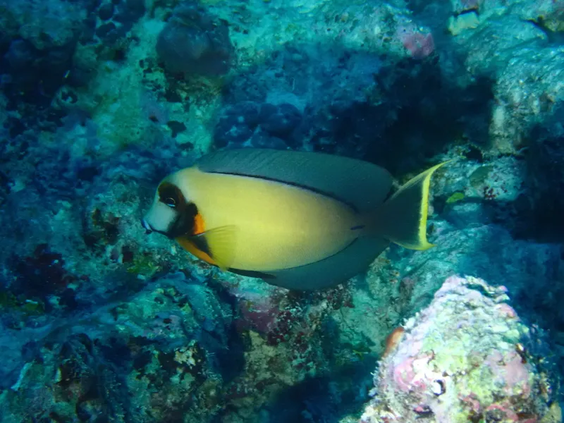 Chocolate Surgeonfish (Acanthurus pyroferus)