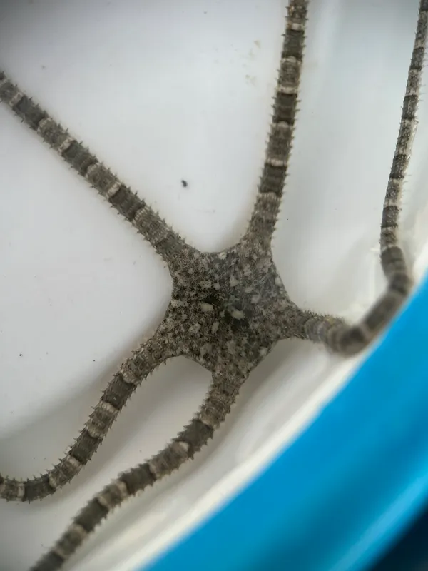 Harlequin Brittle Star (Ophioderma appressum)