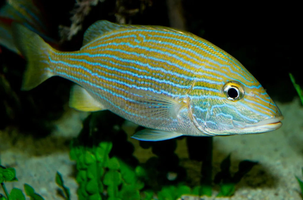 Bluestripe Grunt (Haemulon sciurus)