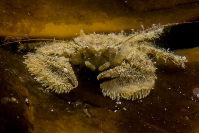 Broad-Clawed Porcelain Crab (Porcellana platycheles)