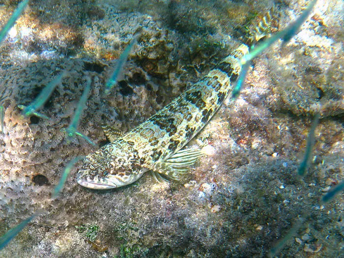 Sand Diver (Synodus intermedius)