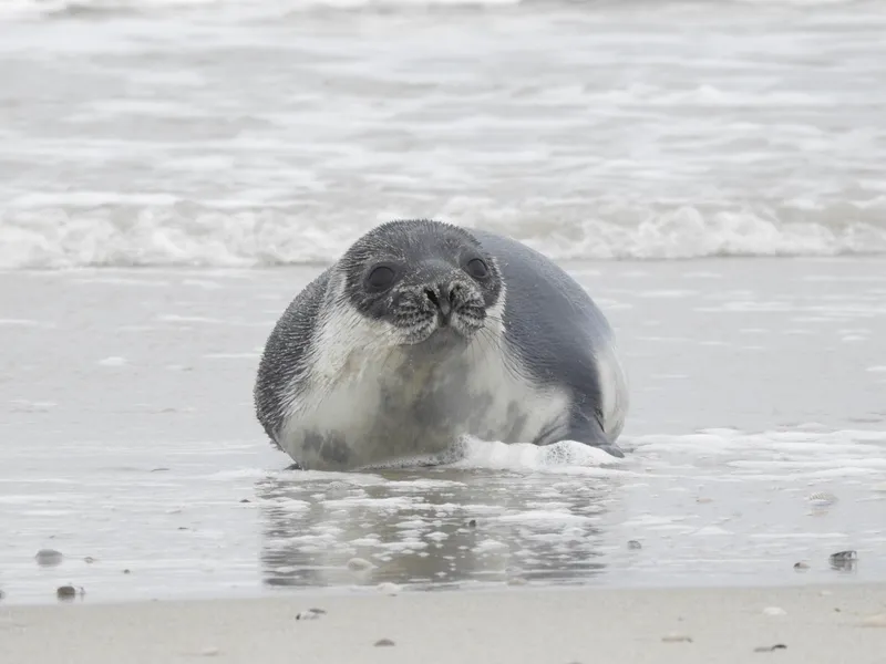 Hooded Seal (Cystophora cristata)