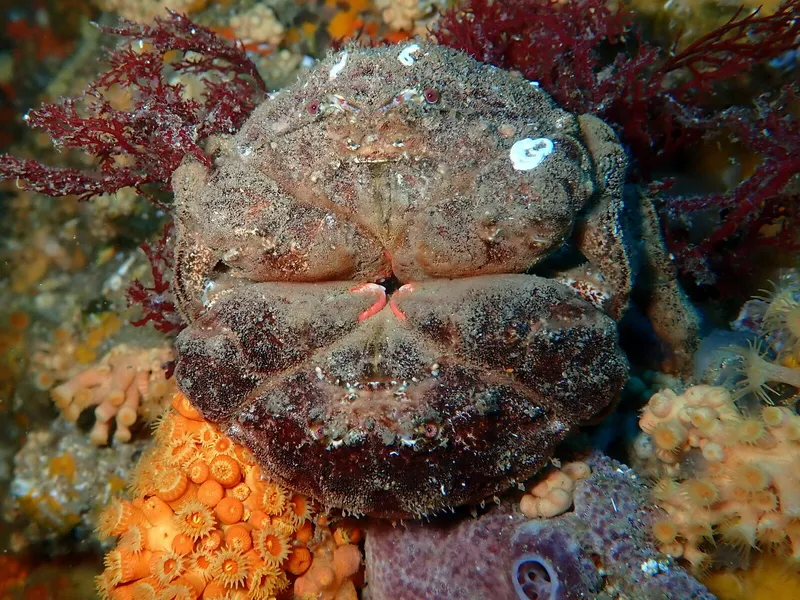 Common Sponge Crab (Dromia personata)