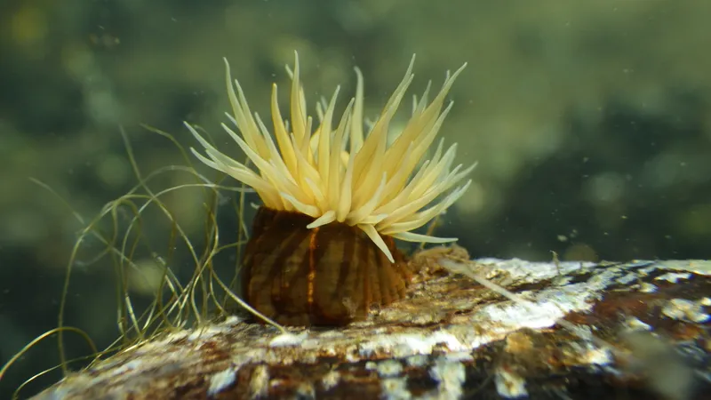 Green-Striped Anemone (Diadumene lineata)