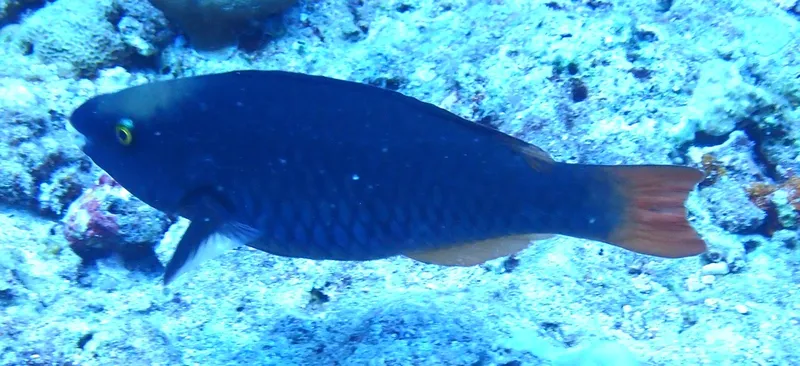 Tricolour Parrotfish (Scarus tricolor)