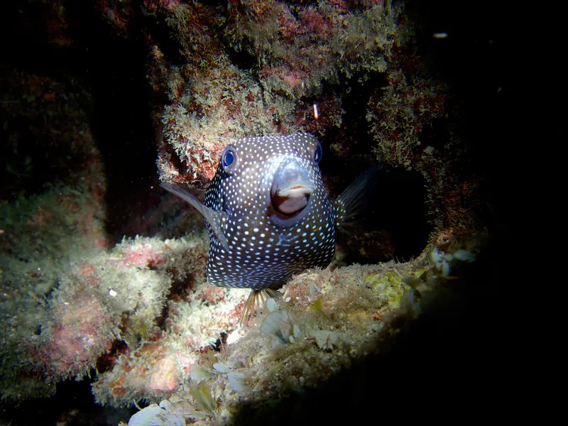 Spotted Boxfish (Ostracion meleagris)