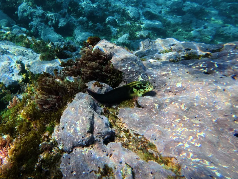 Devilfish (Ophioblennius atlanticus)