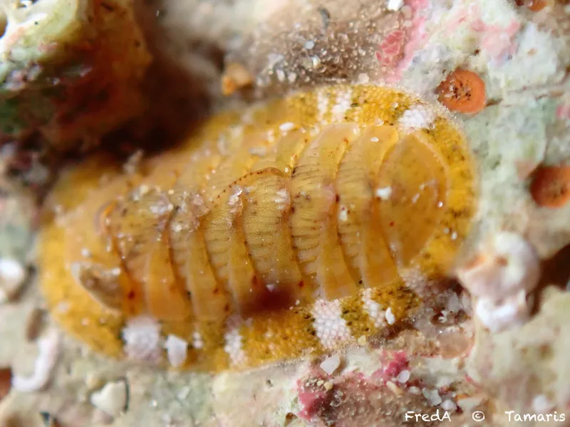 Rhyssoplax corallina