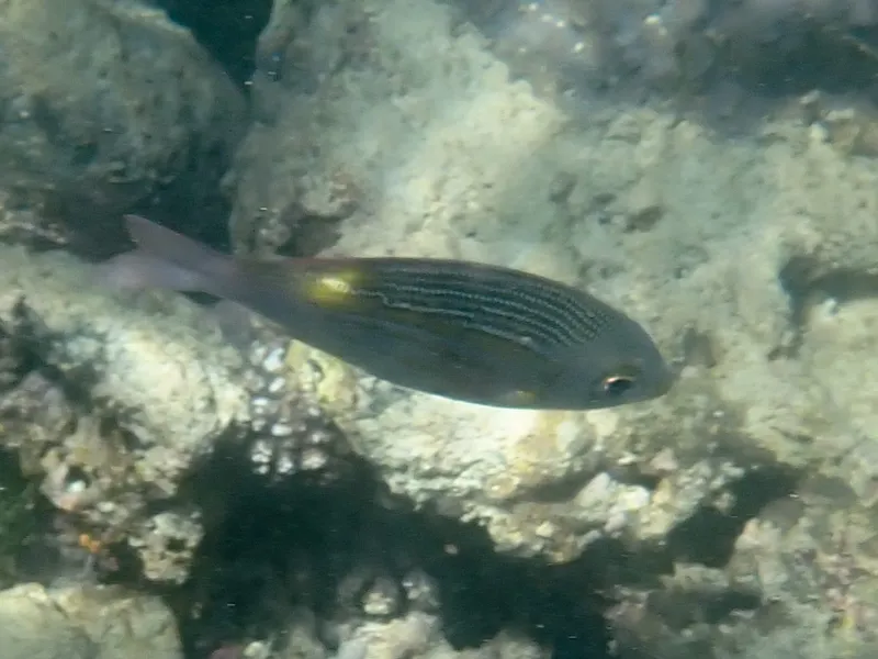 Striped Large-Eye Bream (Gnathodentex aureolineatus)