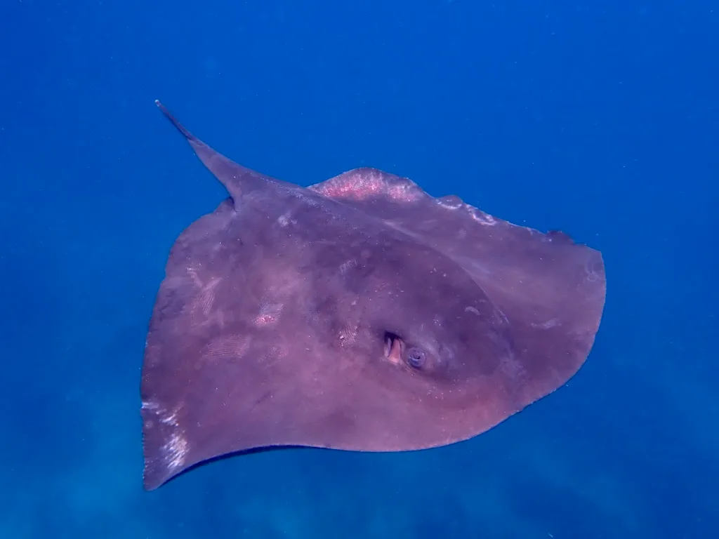Pelagic Stingray (Pteroplatytrygon violacea)