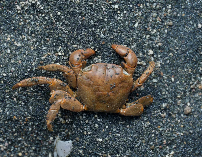 drifter crab (Planes marinus)