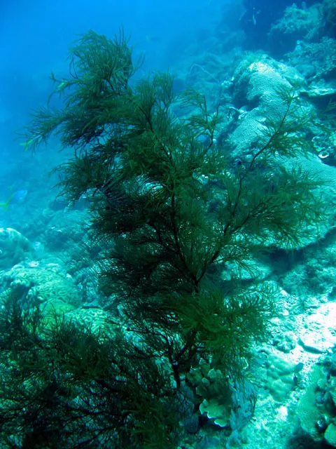 Black Coral (Antipathes dichotoma)