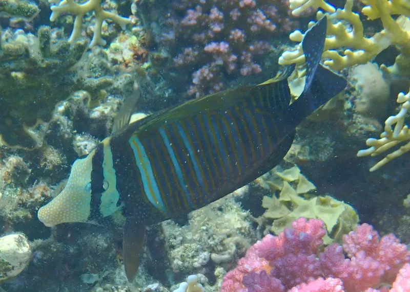Desjardin's Sailfin Tang (Zebrasoma desjardinii)