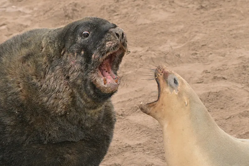 New Zealand Sea Lion (Phocarctos hookeri)