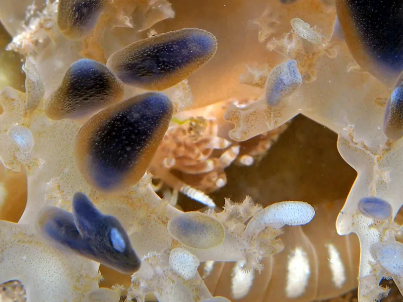 Cassiopea Dondice (Dondice parguerensis)