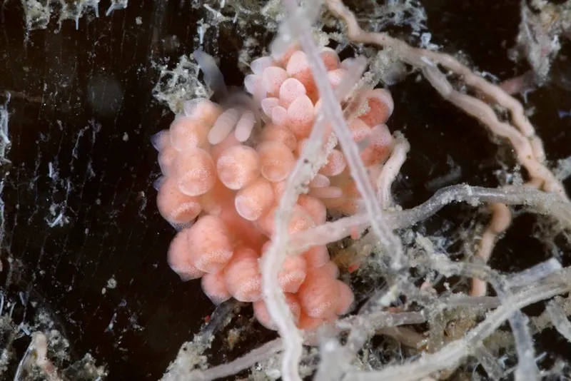Corange-Tip Cuthona (Catriona aurantia)