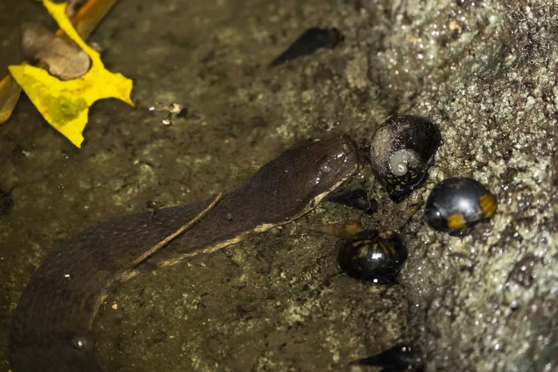 Dog-Faced Water Snake (Cerberus rynchops)