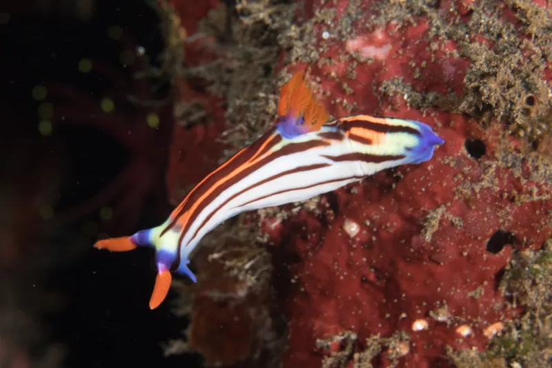 Nembrotha lorosae