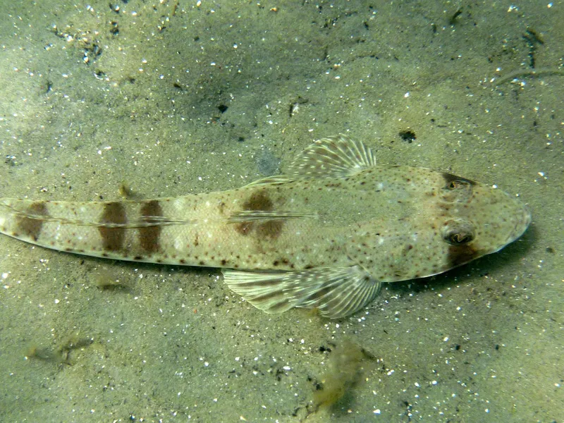 Sand Flathead (Platycephalus bassensis)