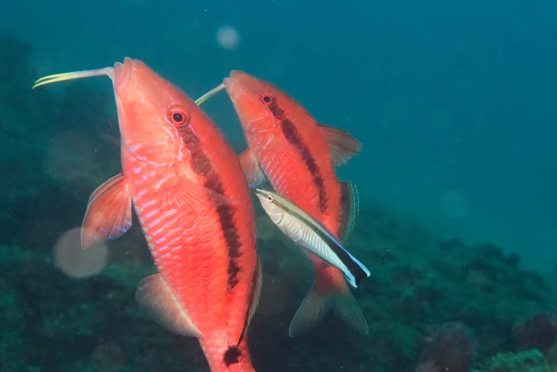 Band-Dot Goatfish (Parupeneus macronemus)