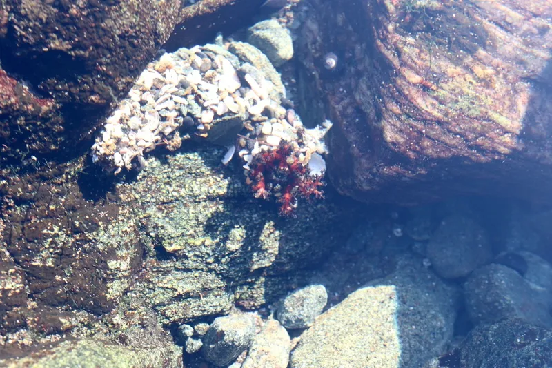 Burrowing Shaggy Sea Cucumber (Athyonidium chilensis)
