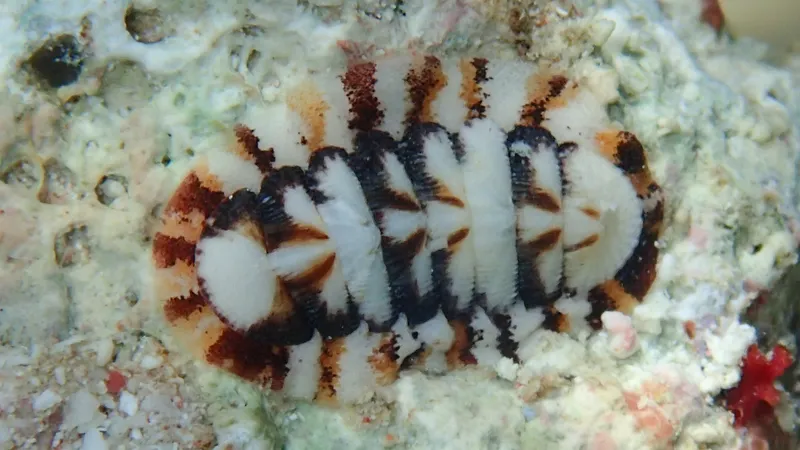 Multihued Chiton (Ischnochiton erythronotus)