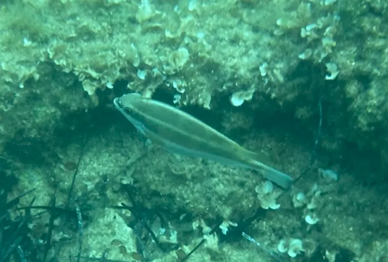 Dusky Spinefoot (Siganus luridus)