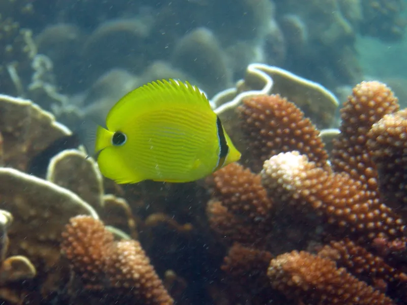 Yellow Butterflyfish (Chaetodon andamanensis)