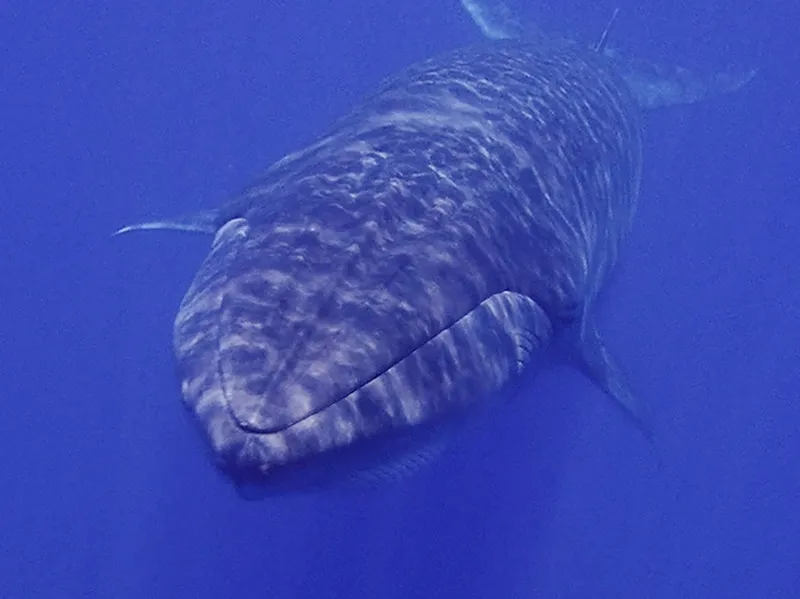 Coastal Form Bryde's Whale (Balaenoptera edeni)