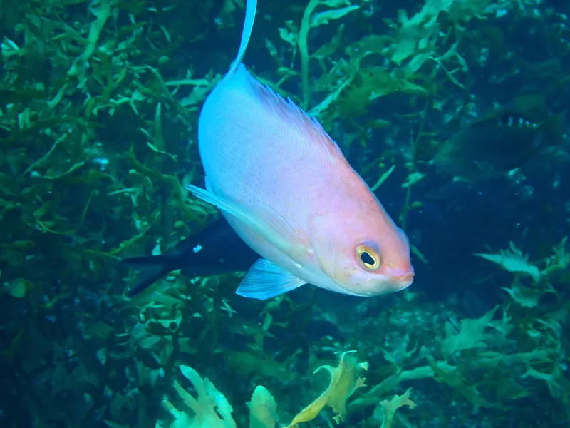 Elegant Anthias (Caprodon unicolor)