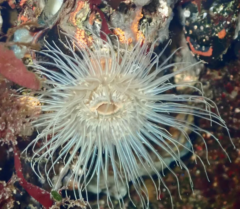 Small Snakelocks Anemone (Sagartia undata)