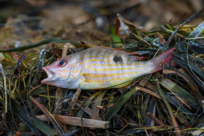Lane Snapper (Lutjanus synagris)