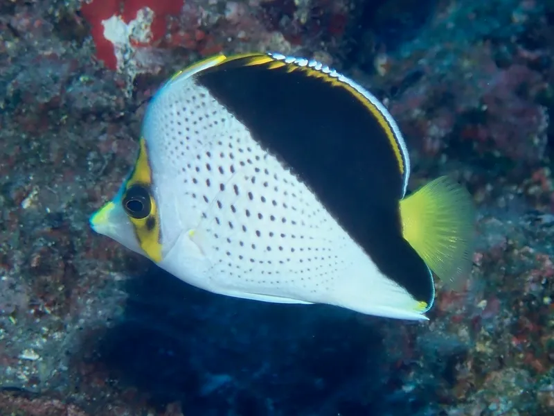 Hawaiian Butterflyfish (Chaetodon tinkeri)