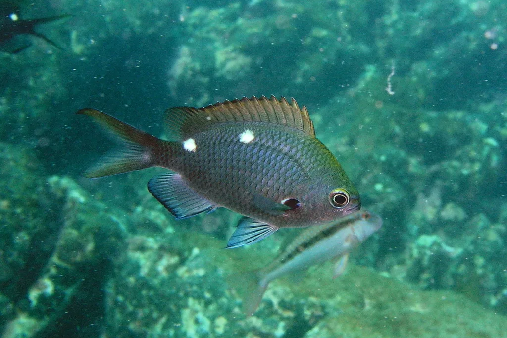 Demoiselle (Chromis dispila)