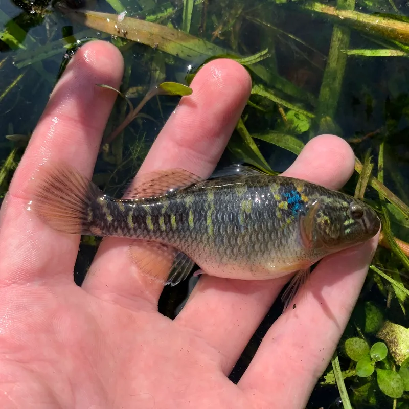 Fat Sleeper (Dormitator maculatus)