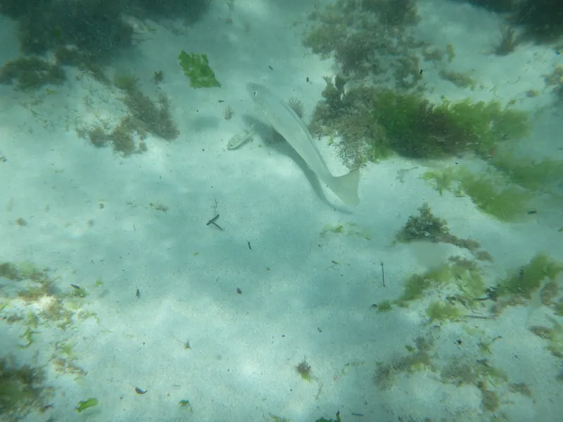 Western Sand Whiting (Sillago schomburgkii)