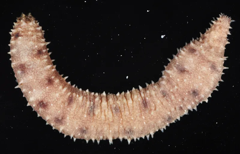 Holothuria (Thymiosycia) unicolor