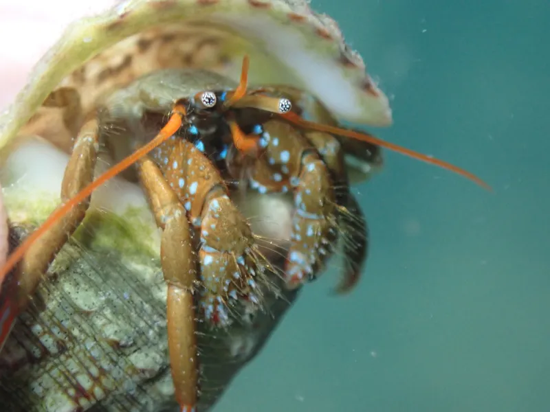 Mediterranean Intertidal Hermit Crab (Clibanarius erythropus)